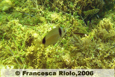 Sarago fasciato - Diplodus  vulgaris