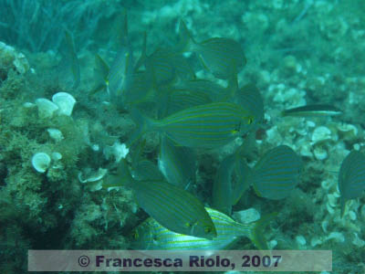 Sarpa  salpa 1