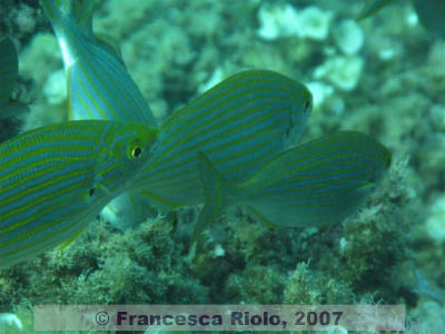 Sarpa  salpa