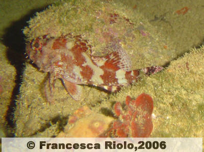 Scorfano - Scorpaena spp3