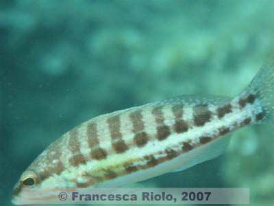 Serranus  cabrilla