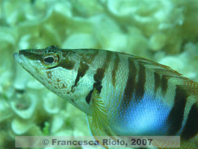 Serranus  scriba 2