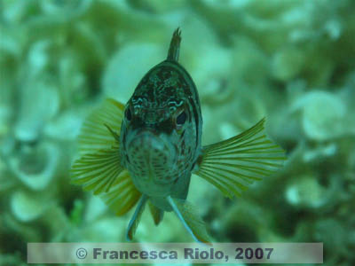 Serranus  scriba