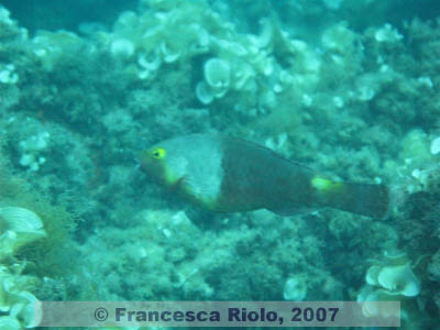 Sparisoma  cretense 2