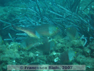 Sparisoma  cretense 3