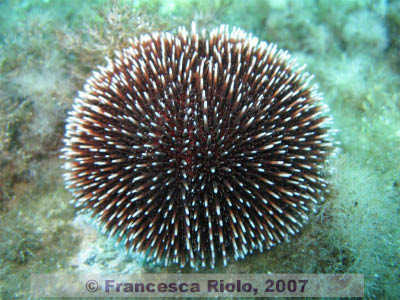 Sphaerechinus granularis