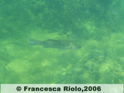 Spigola o branzino - Dicentrarchus  labrax