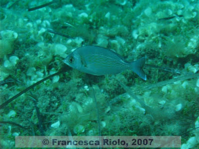 Spondyliosoma  cantharus