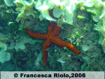Stella di mare