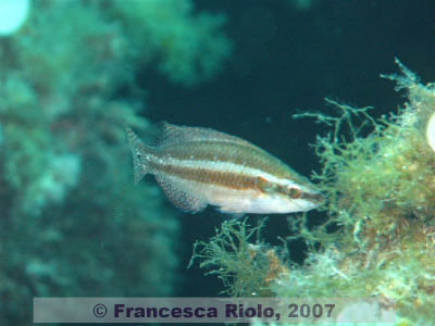 Symphodus  ocellatus