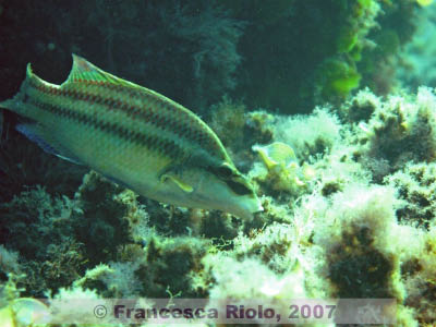 Symphodus  tinca male