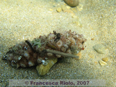 Trachytyone spp