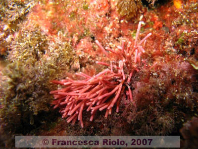 Trichleocarpa fragilis