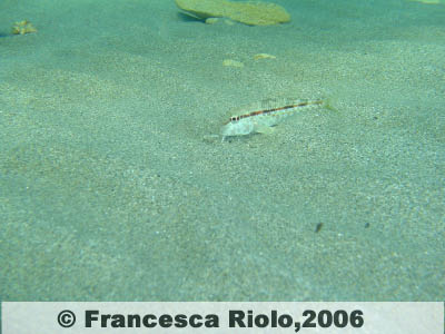 Triglia di scoglio - Mullus surmuletus