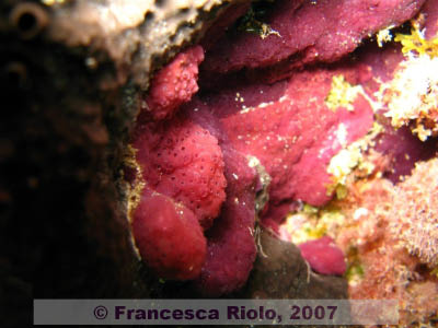 Tunicates 2