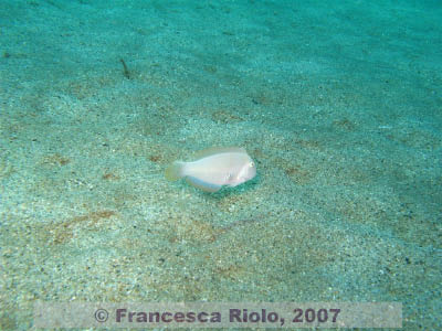 Xyrichthys  novacula