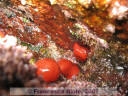 Actinia  equina
