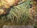 Aiptasia  mutabilis