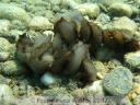 Aplysia spp reproduction chain