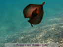 Aplysia spp swimming
