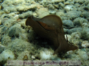 Aplysia spp