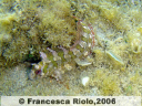 Bavosa gattoruggine -Parablennius gattorugine