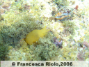 Bertellina - Berthellina spp
