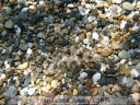 Bothus spp 2