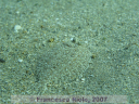 Bothus spp