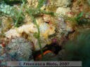 Bryozone Sertella spp