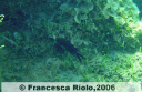 Castagnola - Chromis chromis2