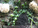 Caulerpa racemosa growing over sponge