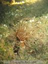 Cerianthus membranaceus
