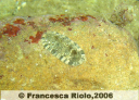 Chitone - Chiton olivaceus