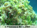 Coda di pavone - Padina  pavonica and Caulerpa racemosa