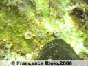 Corallo solitario - Balanophyllia  europaea - 