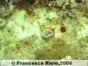 Corallo solitario - Balanophyllia  europaea