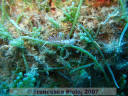 Cratena peregrina 2