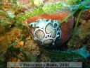 Discodoris  atromaculata 1