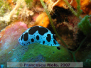 Discodoris  atromaculata 2