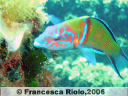 Donzella pavonina (maschio) - Thalassoma pavo