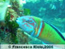 Donzella pavonina (maschio) - Thalassoma pavo2