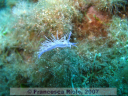 Flabellina affinis