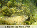 Ghiozzo fallace -Gobius fallax
