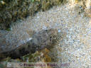 Gobius cobitis