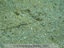 Goby spp