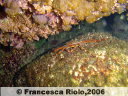 Granchio 1