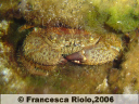 Granchio peloso - Pilumnus sp.