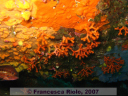 Habitat coralligeno Myriapora truncata
