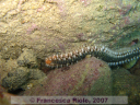 Hermodice  carunculata